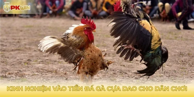 Kinh nghiệm vào tiền đá gà cựa dao cho dân chơi